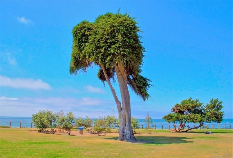 The lorax tree