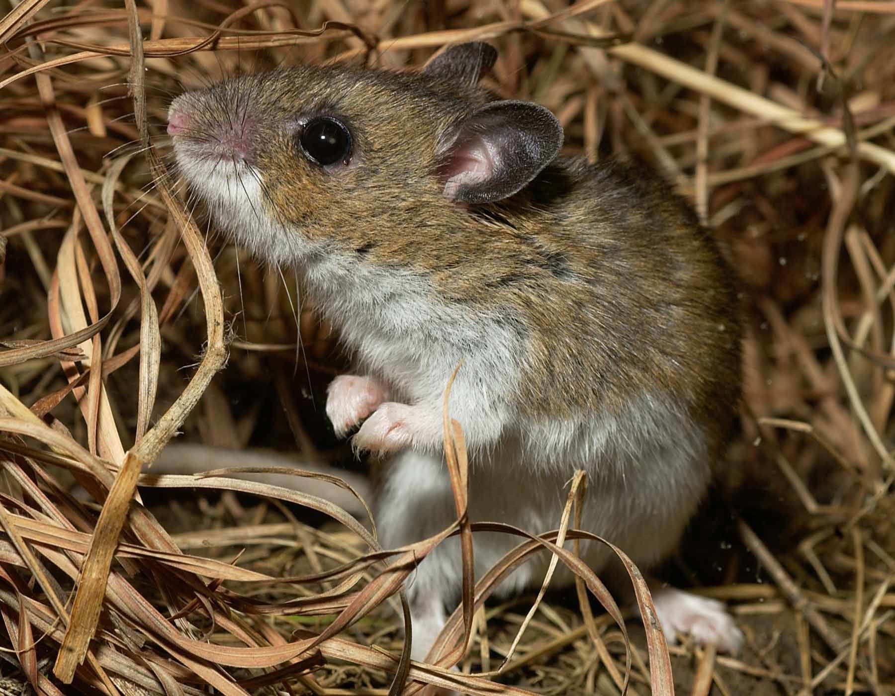 Deer mouse hantavirus