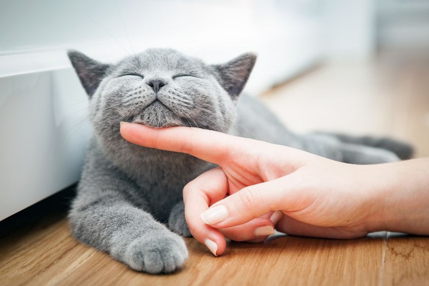 grey cat getting a chin scratch 