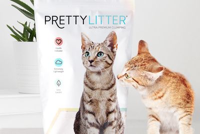 ginger cat sniffing at PrettyLitter bag